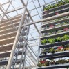 sky-greens-singapore-worlds-first-vertical-farm-100x100