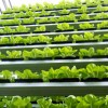 sky-greens-singapore-worlds-first-vertical-farm-2-100x100